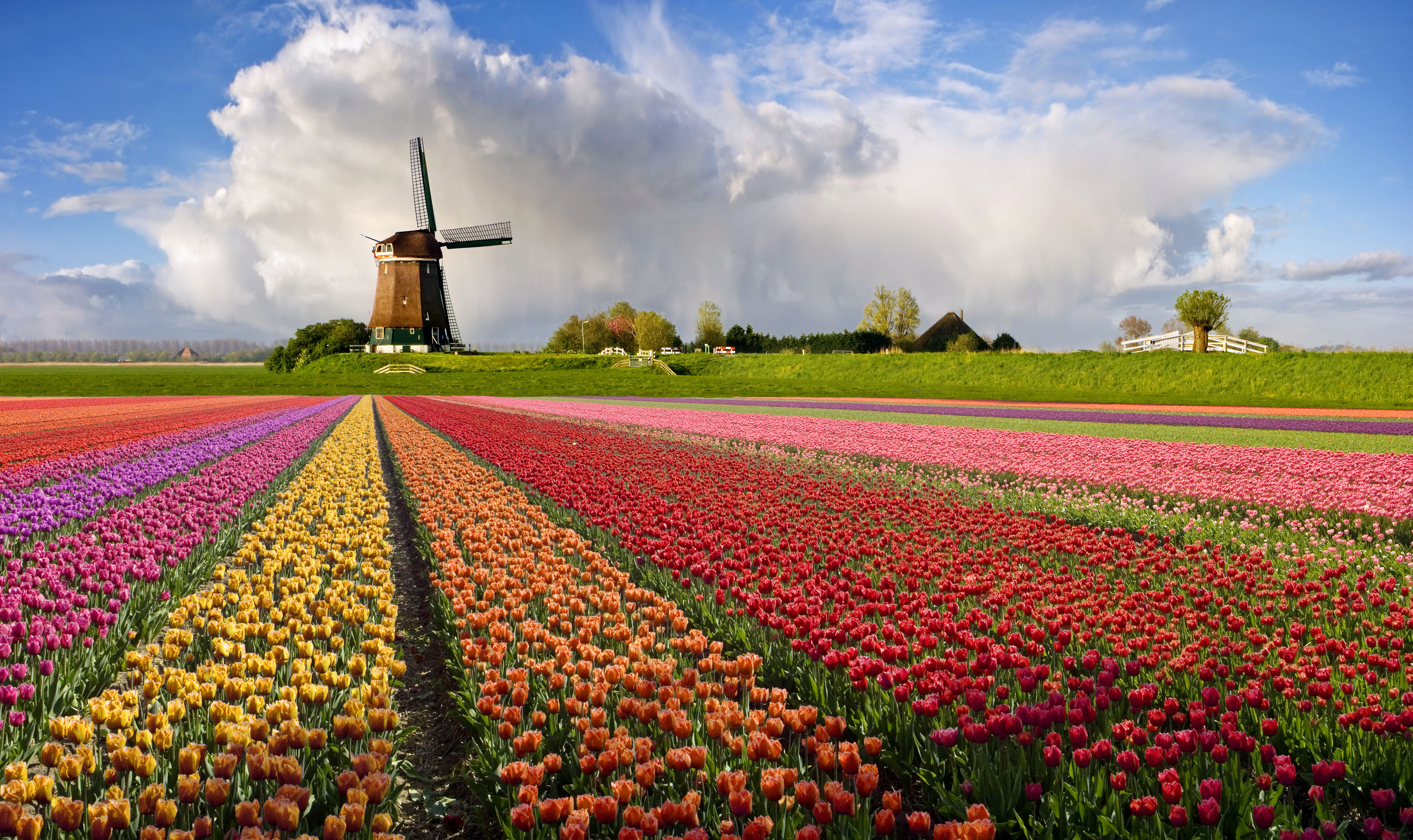 De ce merita sa mergi la Festivalul lalelelor din Olanda?