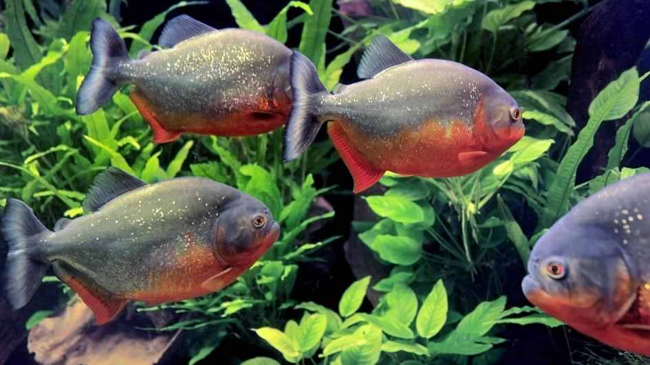 Adevarul despre pestii Piranha