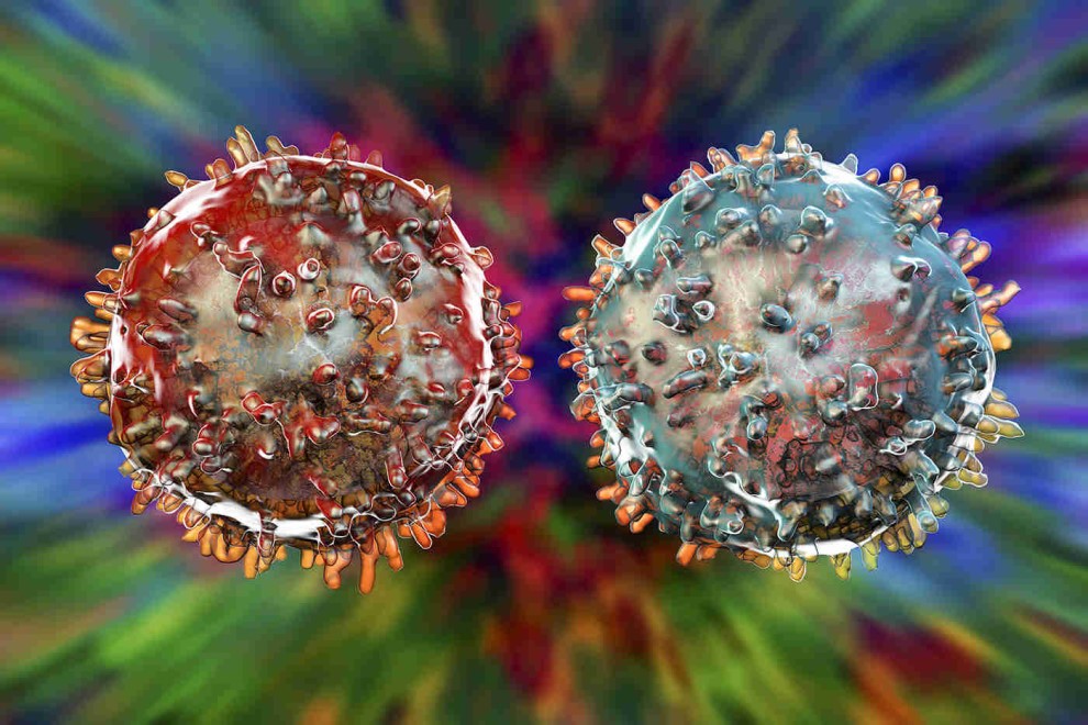 Celulele T, „luptatorii” din organismul uman care tin coronavirusul la distanta, pot fi inmultite in laborator