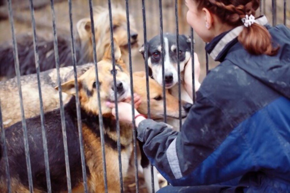 Orasul Rasnov va avea un adapost special pentru animalele confiscate de pe domeniul public
